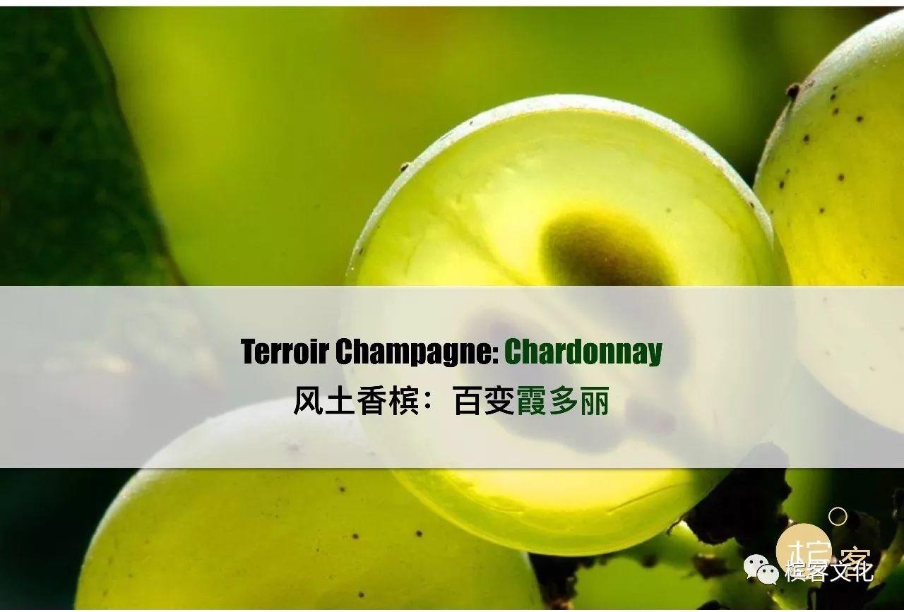 我们喝的香槟是什么葡萄酿制的？所有7个品种都在这里了！