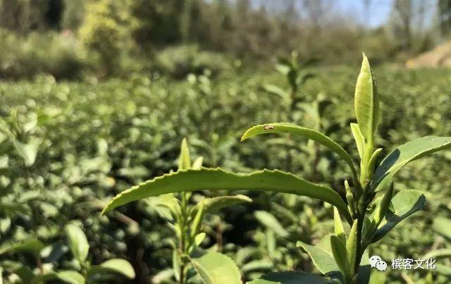 明前马剑茶 | 浓缩一份春天的美好，如茶，如香槟