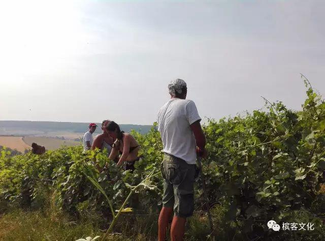 回顾 | 夏季“野生香槟酒农”的葡萄园生活