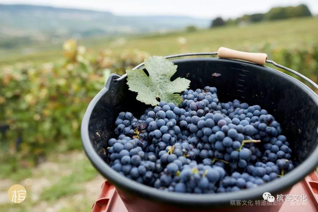 “最懂香槟”摄影师大勇哥：酿酒人的脾性有时候真影响香槟的个性