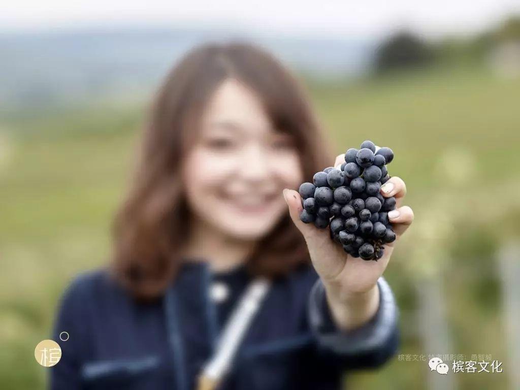 全面图解：香槟区采收季忙什么？