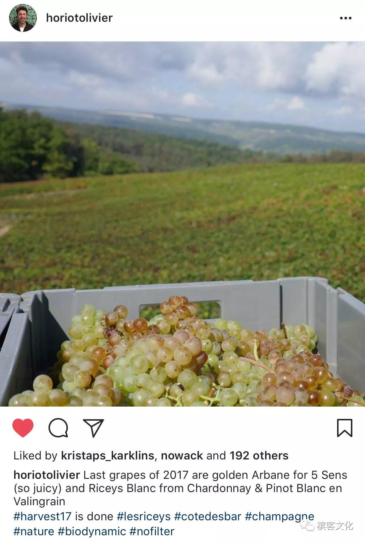 我们喝的香槟是什么葡萄酿制的？所有7个品种都在这里了！
