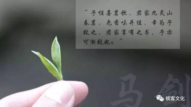 明前马剑茶 | 浓缩一份春天的美好，如茶，如香槟