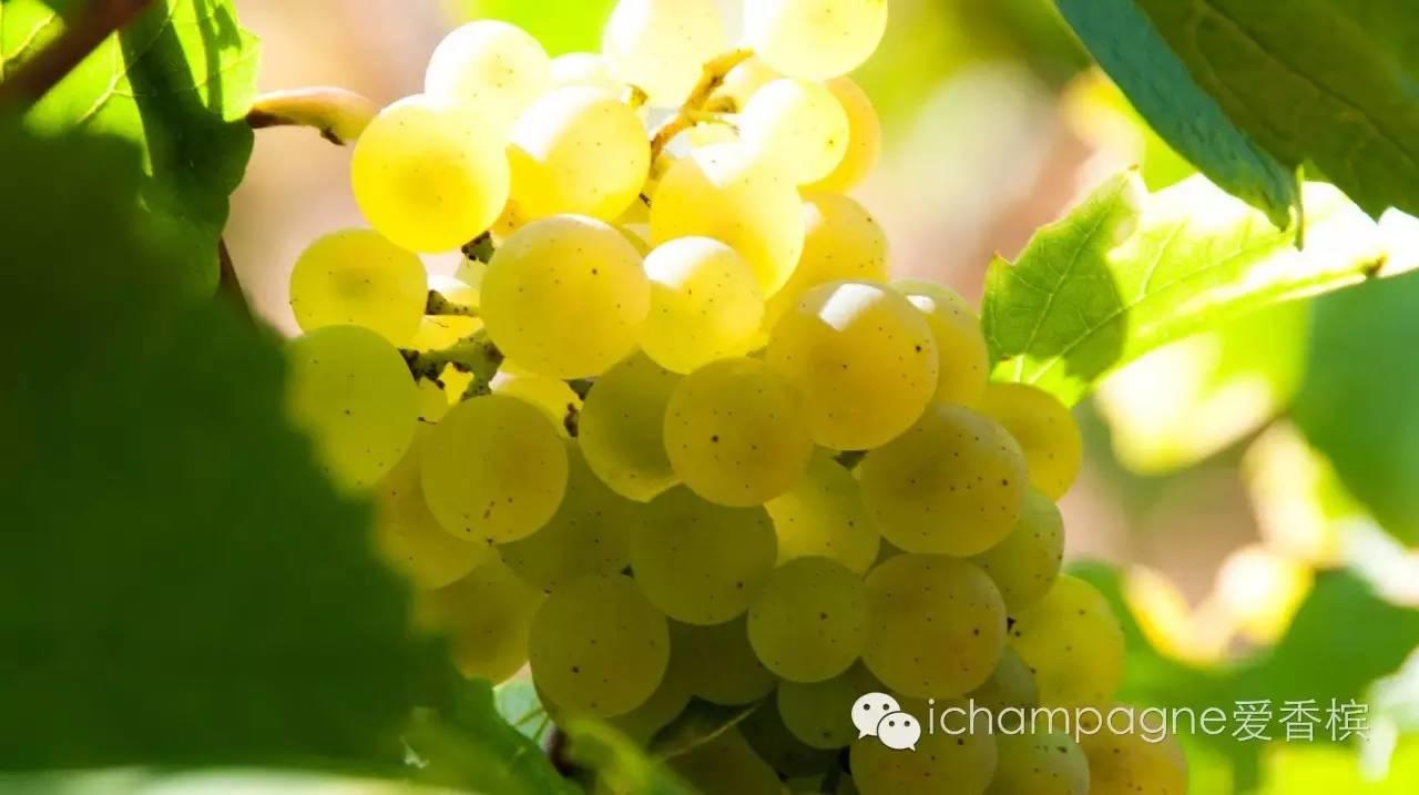 5.28 上海I 香槟风土之旅：百变Chardonnay