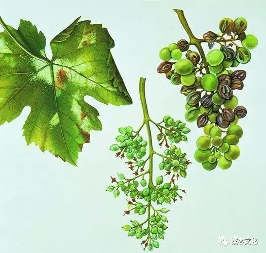 「香槟知识小测试」第四期前10名名单&答案详解