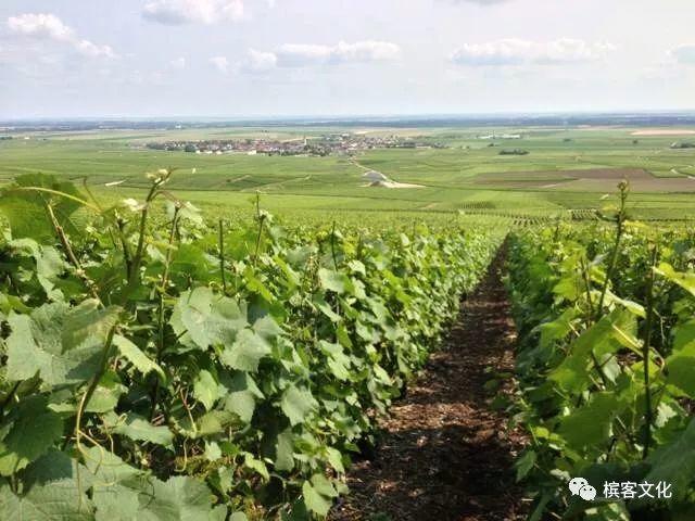 槟客辞典 | 全面解读香槟子产区兰斯山脉Montagne de Reims