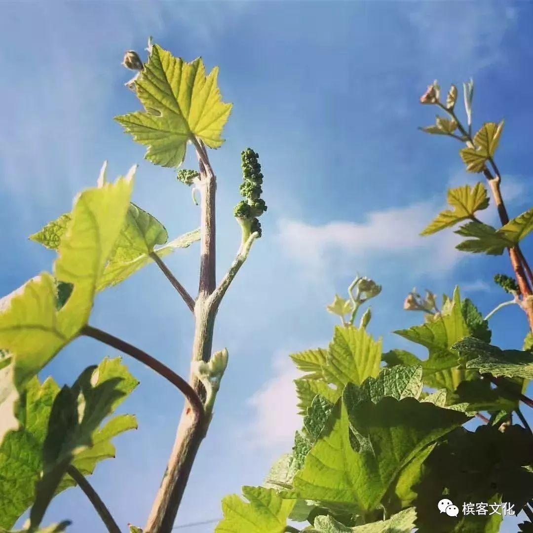 葡园四季：香槟区的365天全记录
