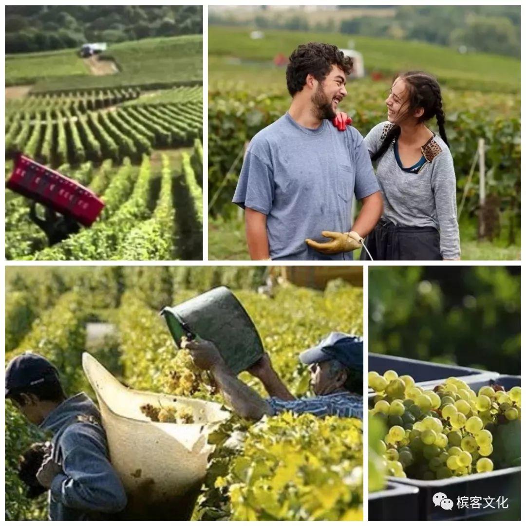 2017年香槟酒第一份品质报告 2017年香槟酒第一份品质报告