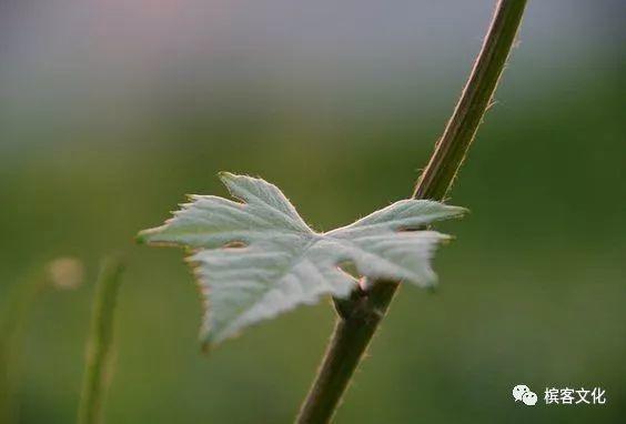 槟客辞典 | 解读香槟区的Meunier