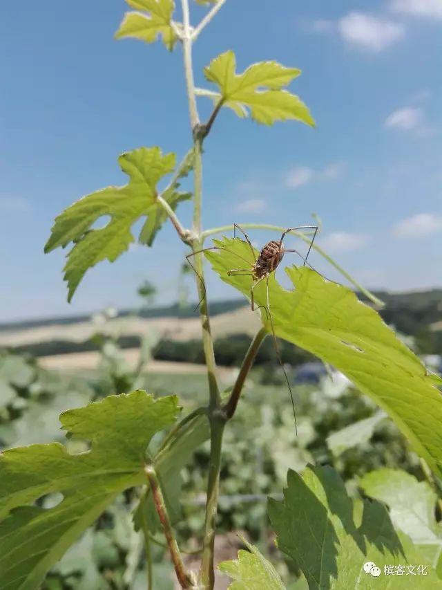 回顾 | 夏季“野生香槟酒农”的葡萄园生活