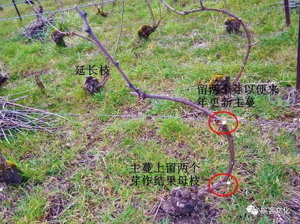 一位华人“野生香槟酒农”的葡萄园生活