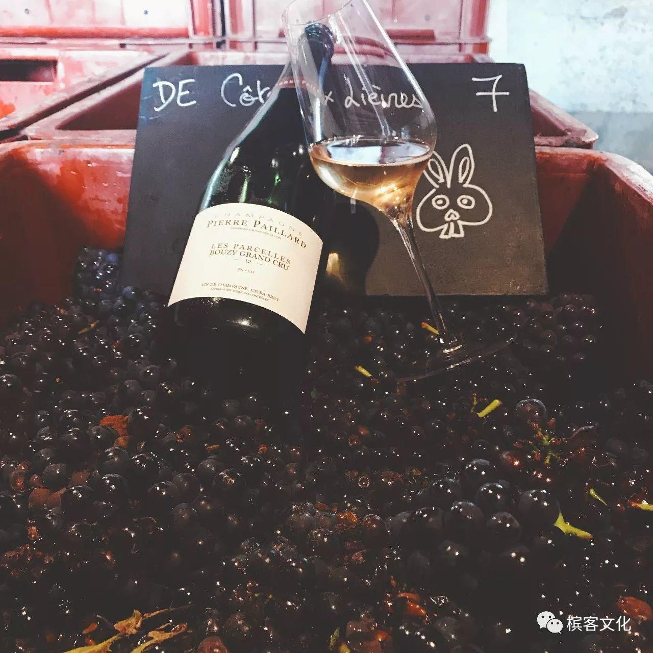 我们喝的香槟是什么葡萄酿制的？所有7个品种都在这里了！