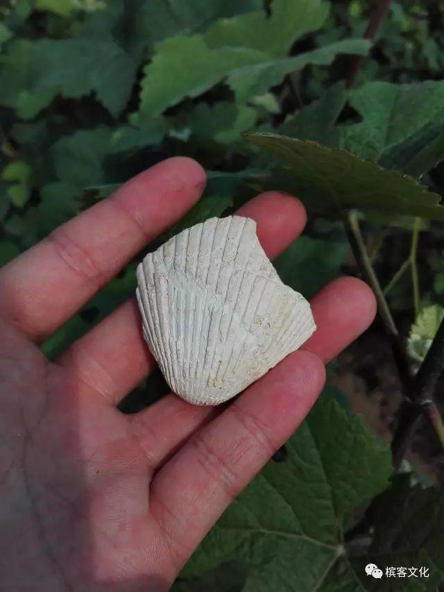 回顾 | 夏季“野生香槟酒农”的葡萄园生活
