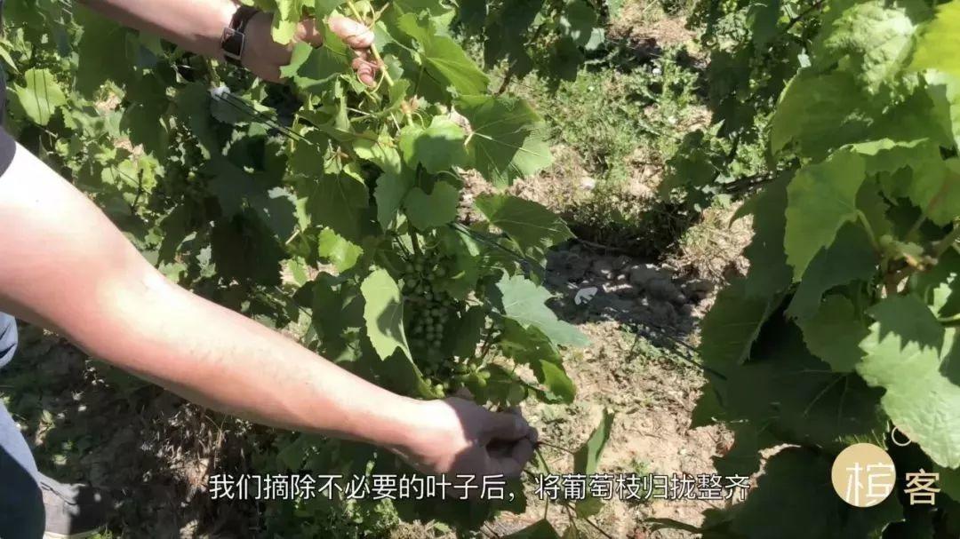 槟客辞典 | 香槟酒农最近忙的Palissage是干什么？