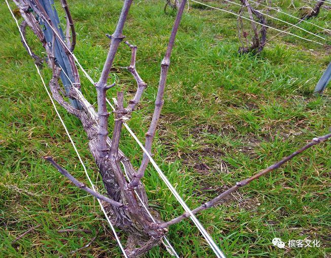 一位华人“野生香槟酒农”的葡萄园生活