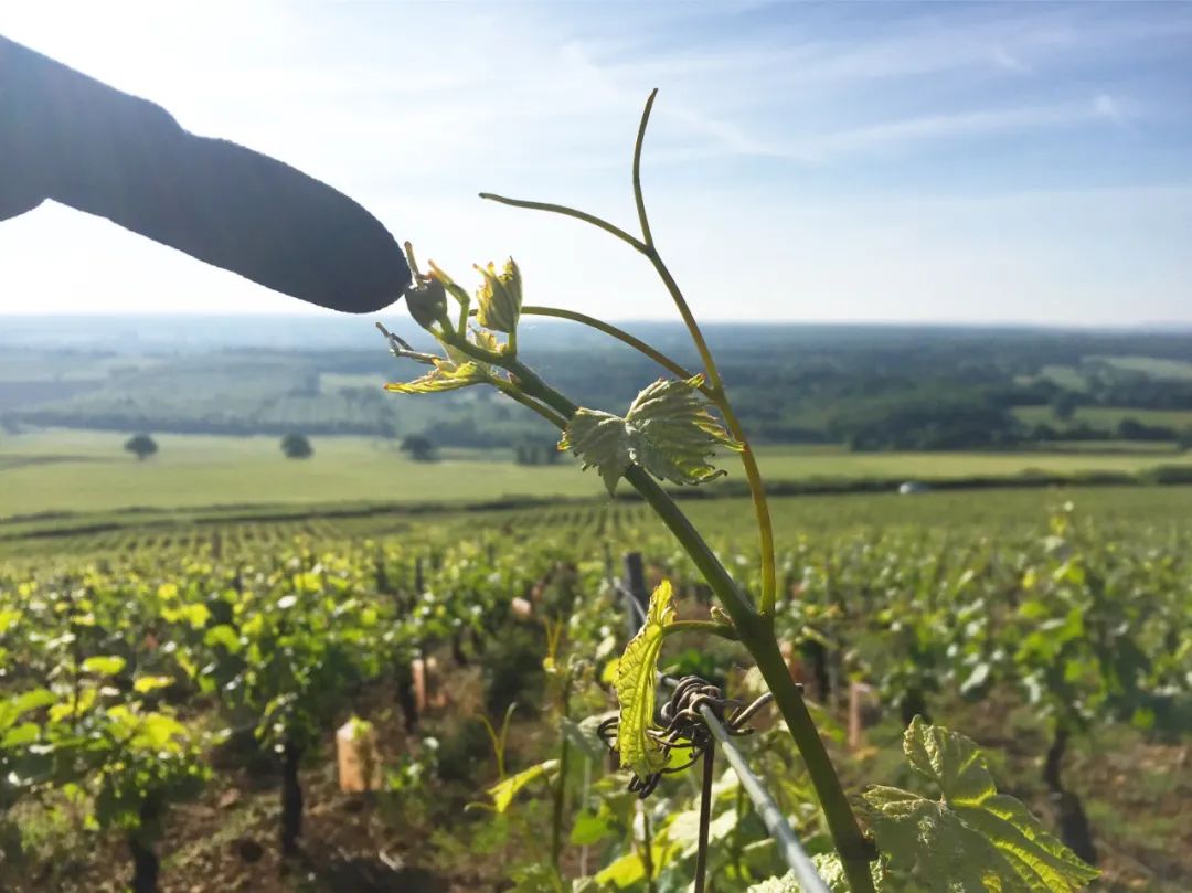 槟客荐酒 | From 0 to Bio/Biodynamic？从酒里体验香槟区有机化进程