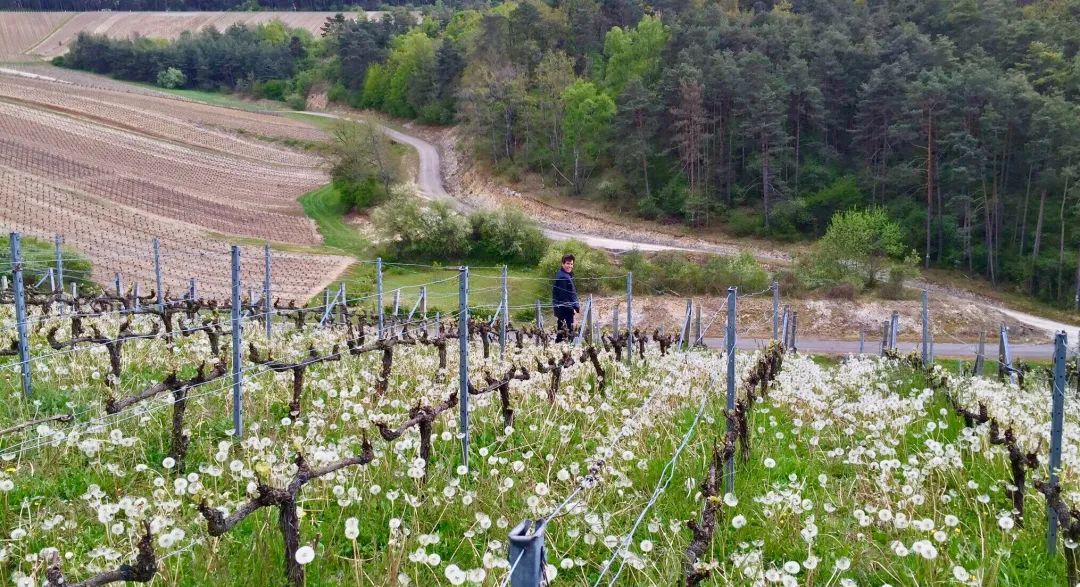 槟客荐酒 | From 0 to Bio/Biodynamic？从酒里体验香槟区有机化进程