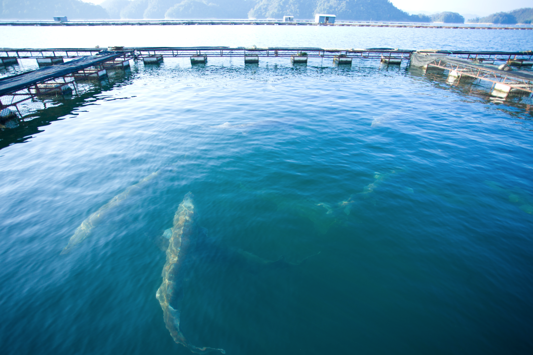 11.12-11.14 千岛湖 | 香槟鱼子酱极致“鲟”味之旅 11.12-11.14 千岛湖 | 香槟鱼子酱极致“鲟”味之旅
