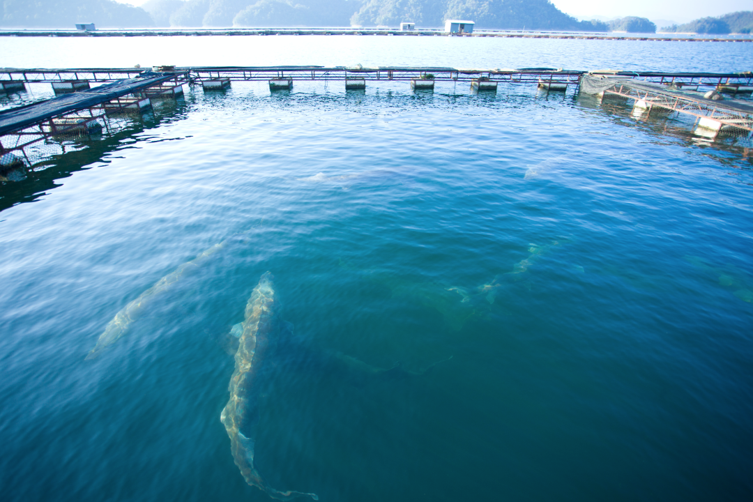 火热招募｜香槟客饕餮 Voyage，千岛湖鱼子酱之旅再次起航