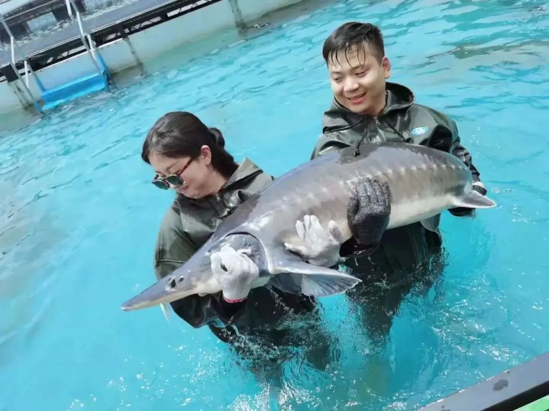 火热招募｜香槟客饕餮 Voyage，千岛湖鱼子酱之旅再次起航