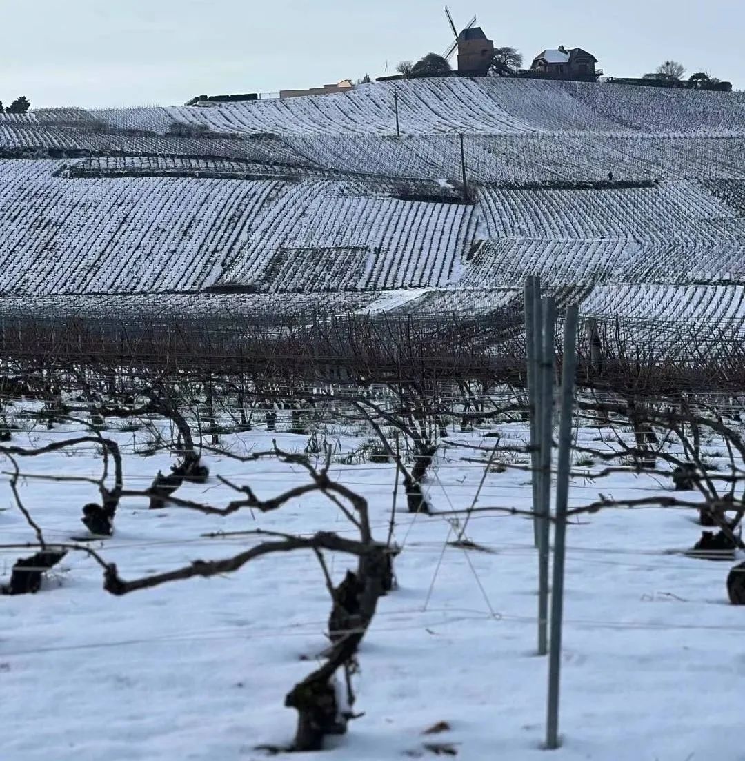 气候与品质，香槟酒农眼中冬天降雪的独特价值