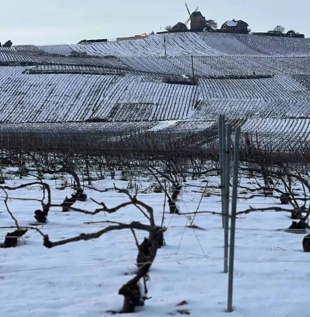 气候与品质,香槟酒农眼中冬天降雪的独特价值 气候与品质,香槟酒农眼中冬天降雪的独特价值