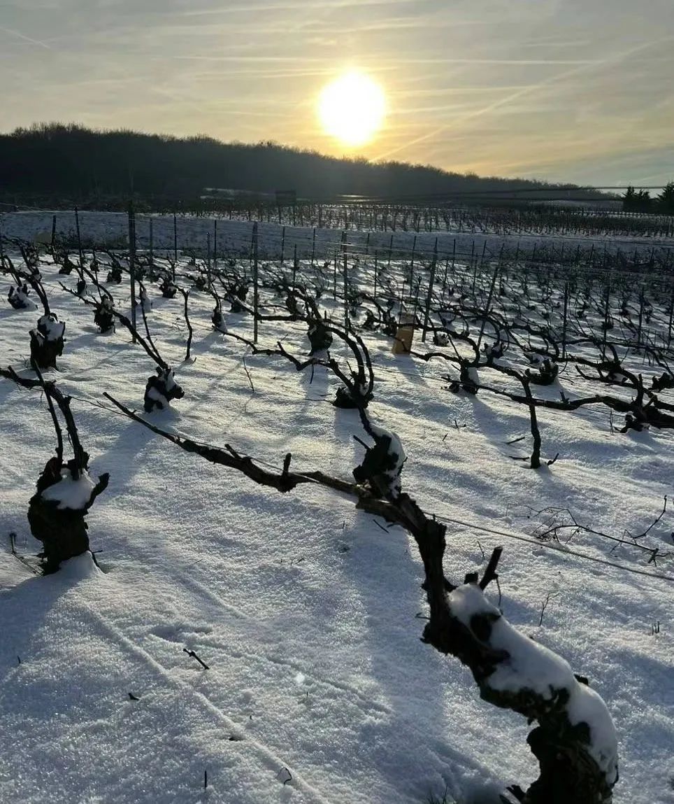 气候与品质，香槟酒农眼中冬天降雪的独特价值