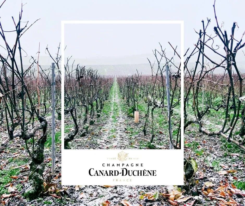 2024 展商介绍｜Champagne Canard-Duchêne & Champagne Thiénot