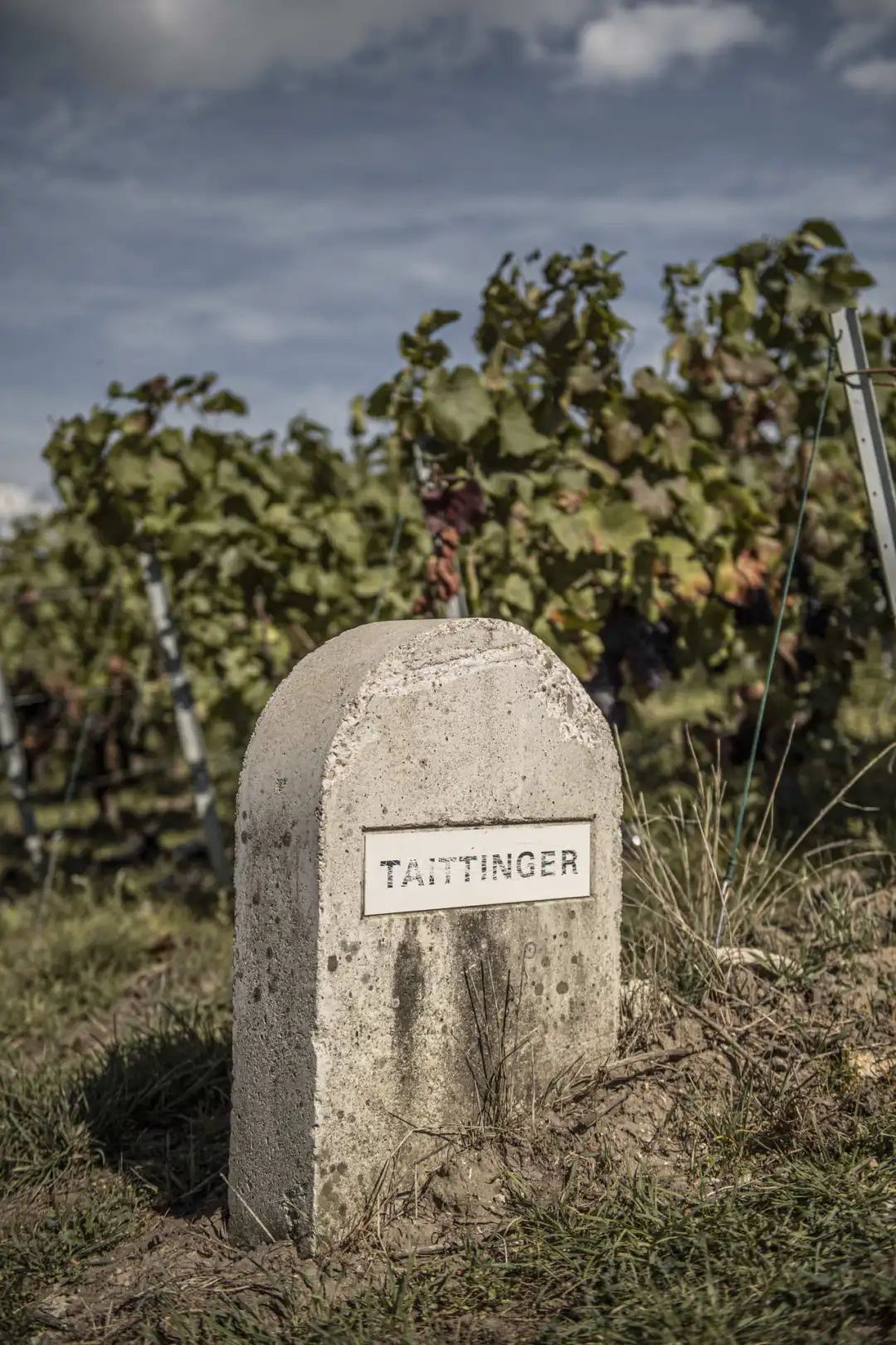 2024 展商介绍|Champagne Taittinger 2024 展商介绍|Champagne Taittinger
