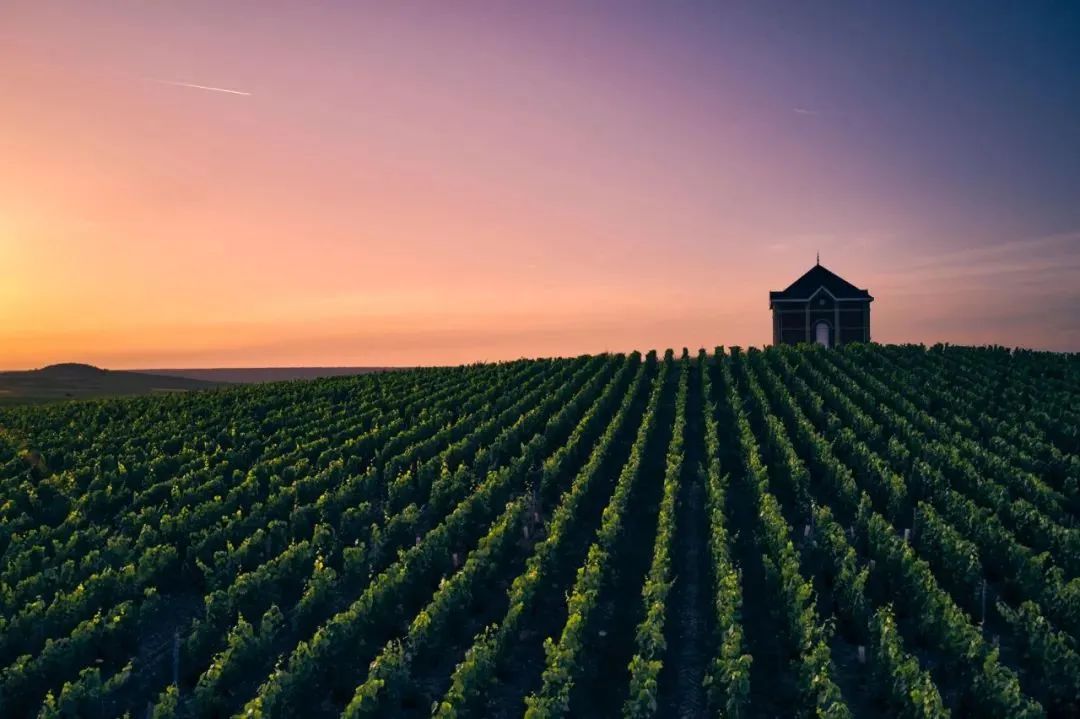 2024 展商介绍|Moët & Chandon 2024 展商介绍|Moët & Chandon