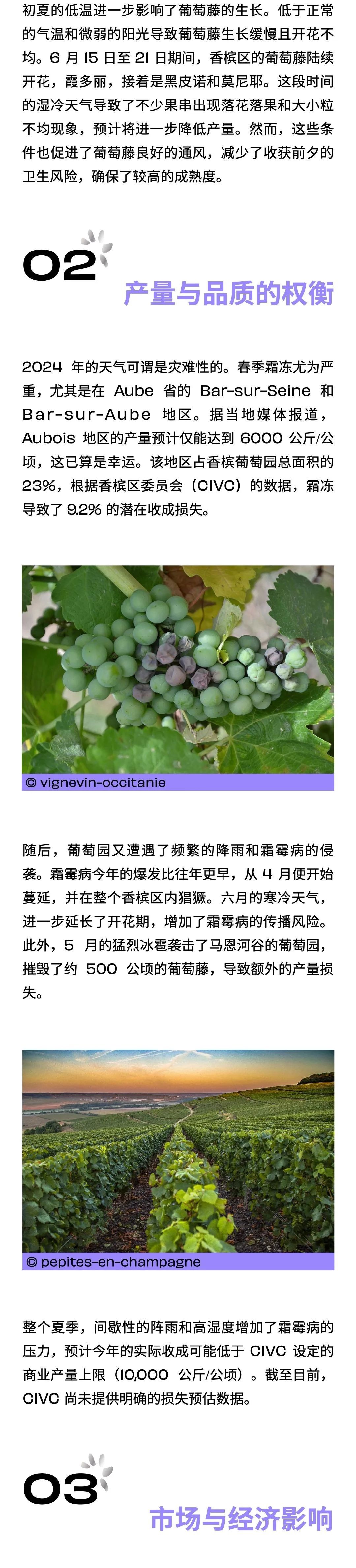 2024 香槟采收期——挑战与机遇并存
