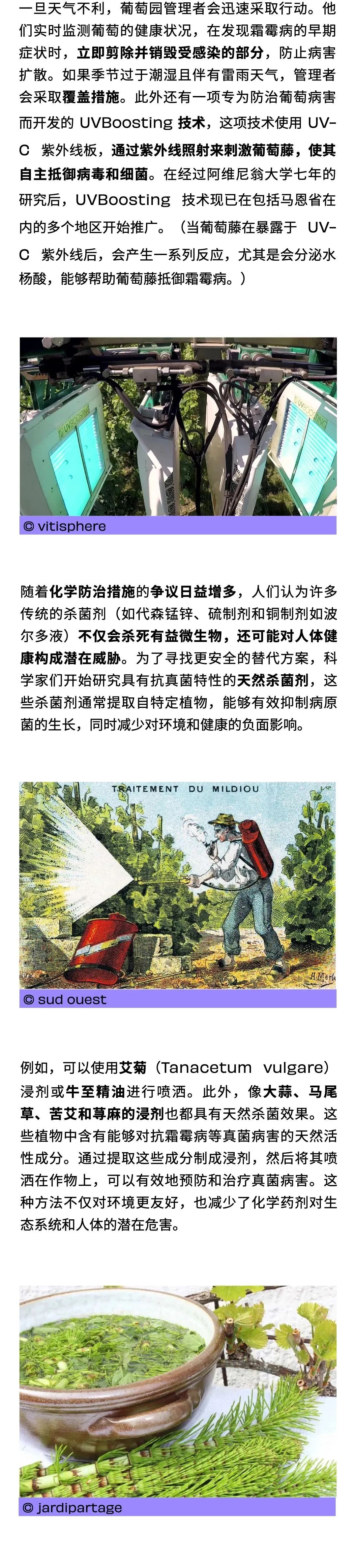 2024 香槟区霜霉病大爆发？5 个问题搞懂葡萄园“大劫难”，种植者又有哪些神操作？