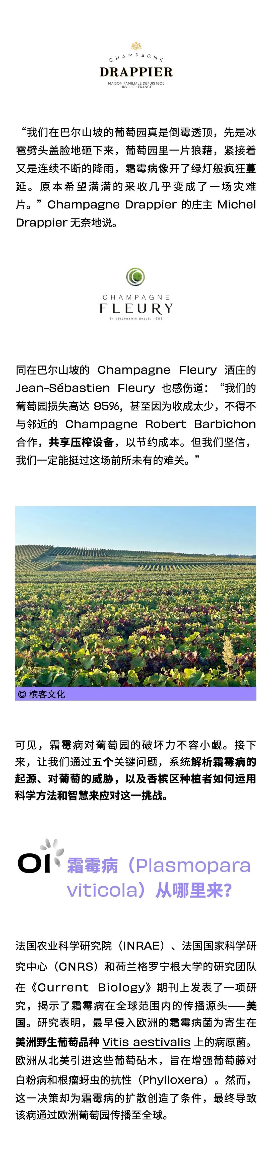2024 香槟区霜霉病大爆发？5 个问题搞懂葡萄园“大劫难”，种植者又有哪些神操作？